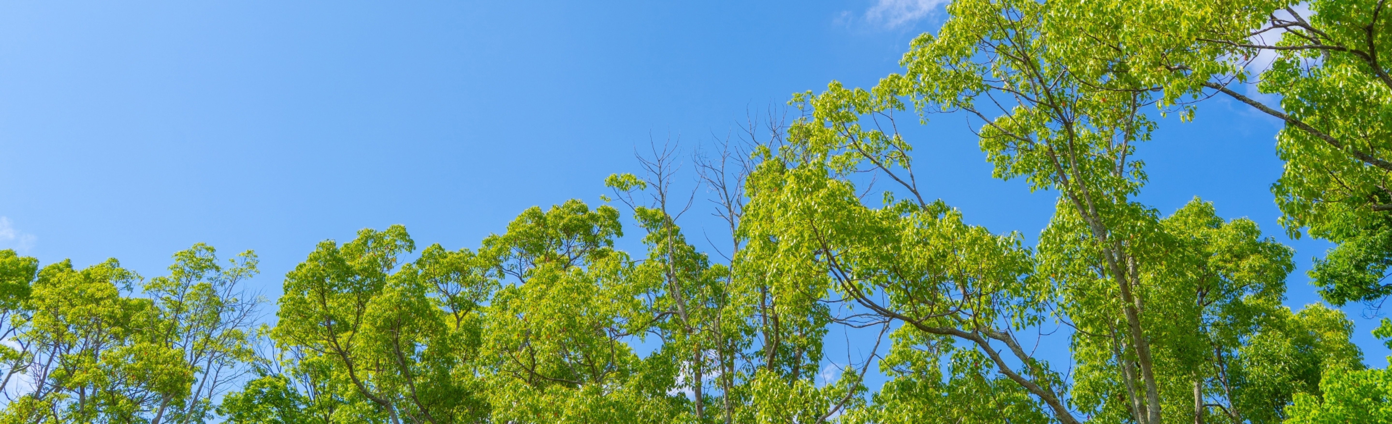 ファーストビュー画像